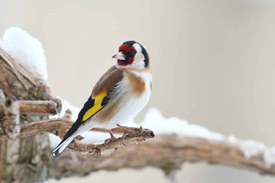 a goldfinch sat on a snowy branch