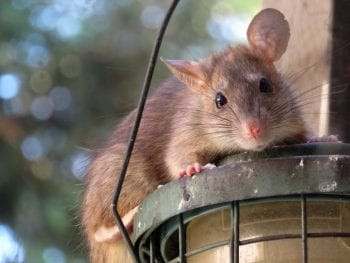 a rat on a bird feeder