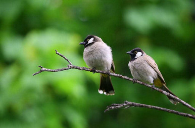 two birds on a branch for a blog by kennedy Wild Bird Food on why birds sing. 
