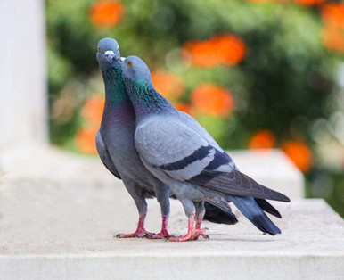 Image of a pigeon for a blog by kennedy Wild Bird Food on why birds sing