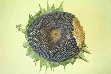 sunflower seed head