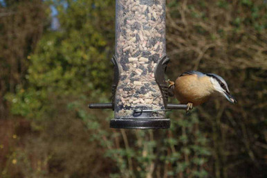 Nuthatch eating eating seeds from a bird feeder