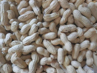 peanuts in shells monkey nuts