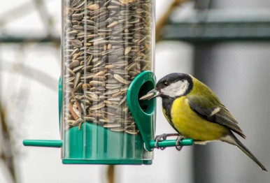 great tit bird eating sunflower