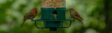 birds on feeder