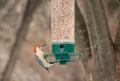 woodpecker bird on feeder