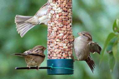 sparrow birds eating peanuts