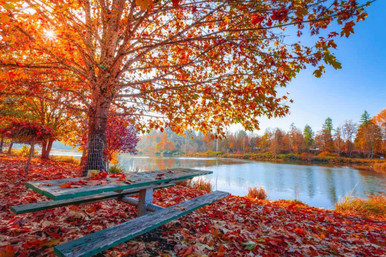 Autumn trees by lake