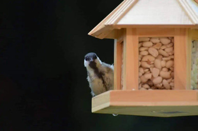 creat tit bird on peanut feeder