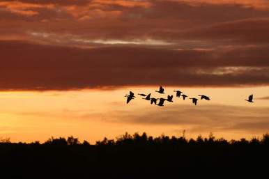 migrating birds in autumn