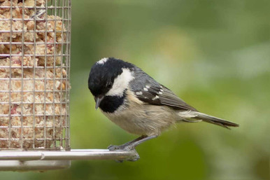 Great tit bird on peanuts