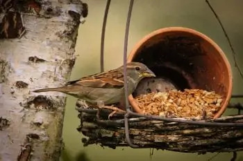 sparrow bird on feeder