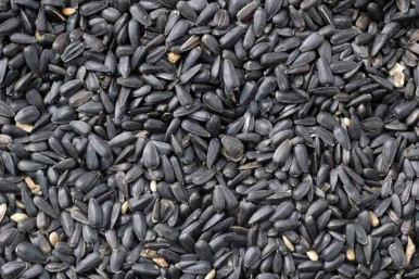 black sunflower seed