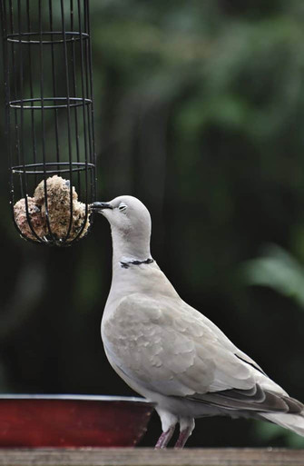 pigeon eating a fat ball