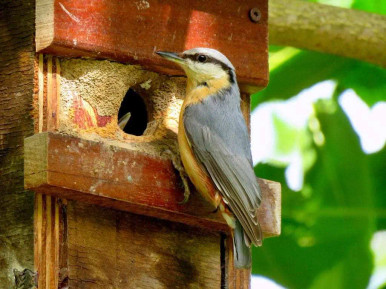 nuthatch bird on nestbox