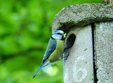 blue tit bird and nest box