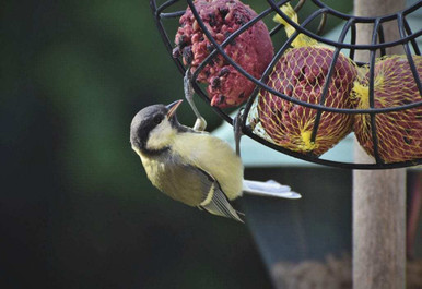 big garden bird watch results