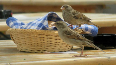 sparrow birds on bread basket