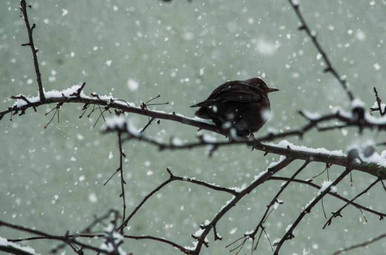 How To Keep Warm Whilst Bird Watching?