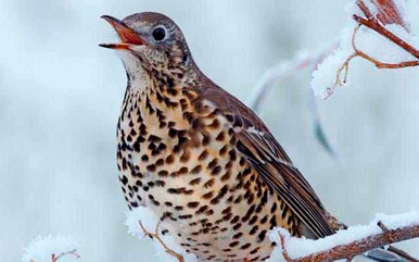 mistle thrush bird