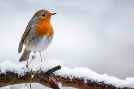 robin bird in snow