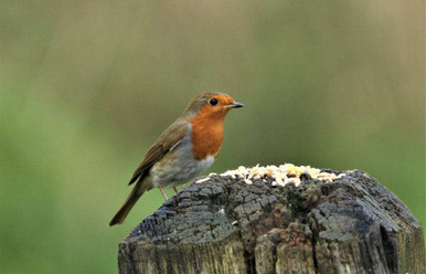 Robin eating bird food, news advice and blog