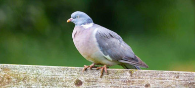 wood pigeon bird