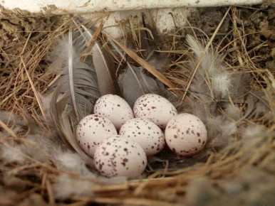 swallow bird eggs