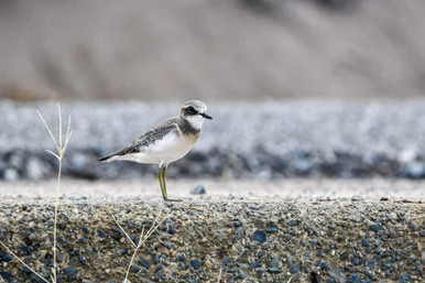 lesser sand plover searchign for food