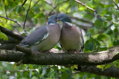 wood pigeon birds mate for life