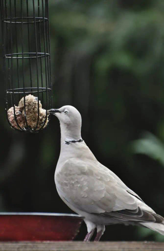 collared dove bird eating fat ball