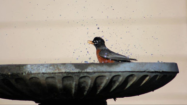 bird in bird bath