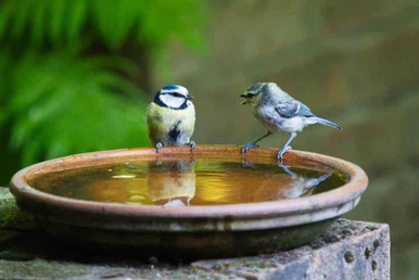 blue tit birds in bird bath