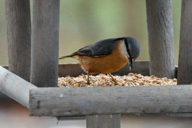 nuthatch bird on table