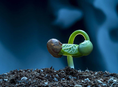 a sunflower seedling emerging from the ground