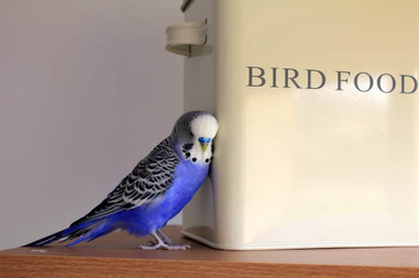 a bird food container with a budgie next to it.