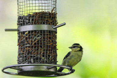 a blue tit on a bird feeder full of bird food