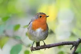 robin bird on branch