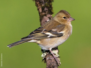 chaffinch bird female