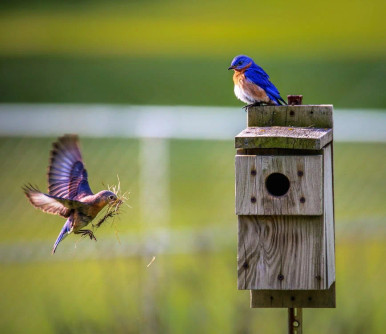 Birds flying toward nest box