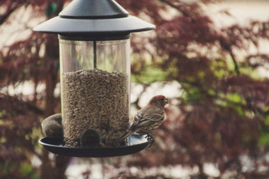 Birds eating from bird feeder
