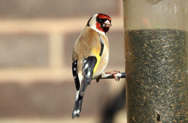 goldfinch bird