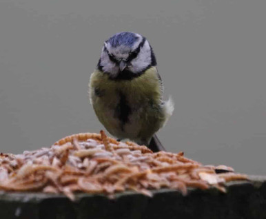 Feeding birds in the summer