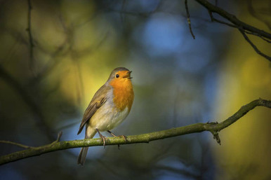 robin bird singing at night