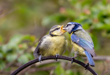 a blue tit feeding its chick