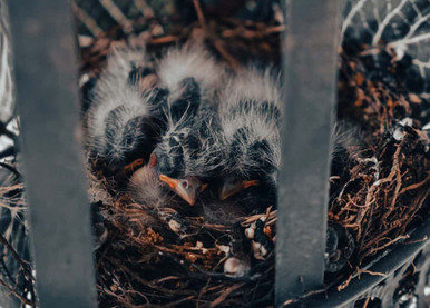 baby birds in nest