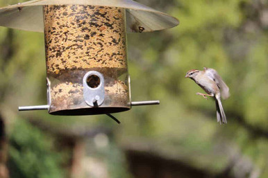 bird feeding on feeder