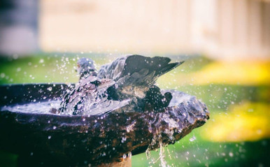 water for birds in summer