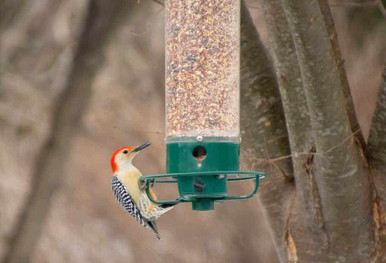 woodpecker on feeder