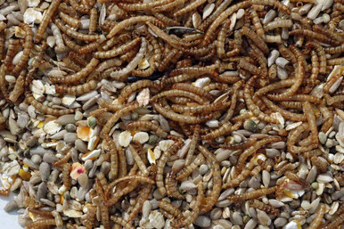 meal worm blend bird food
